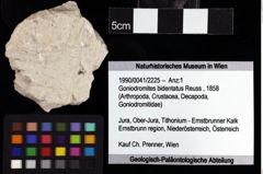 Foto (Objket + Etiketten) von Goniodromites bidentatus (Reuss, 1858) 